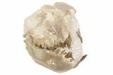 Partial, Fossil Oreodont Skull - South Dakota #198219-3